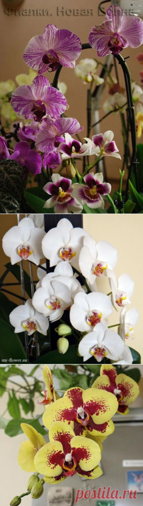 Ухаживаем за фаленопсисом (орхидеями) круглый год, ПРАВИЛЬНО.
