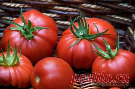 Ошибки при выращивании томатов Все огородники выращивают томаты – это, между прочим, самая распространенная овощная культура в мире. Но, увы, от ошибок никто не застрахован...