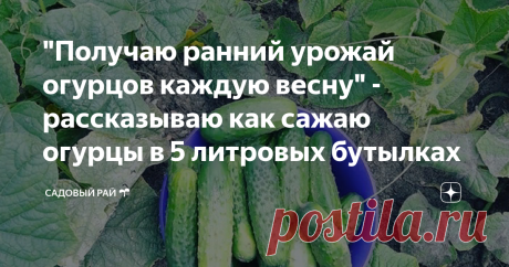 "Получаю ранний урожай огурцов каждую весну" - рассказываю как сажаю огурцы в 5 литровых бутылках