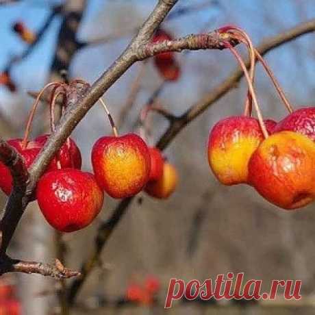 ПОДГОТОВКА ПЛОДОВЫХ ДЕРЕВЬЕВ К ЗИМЕ