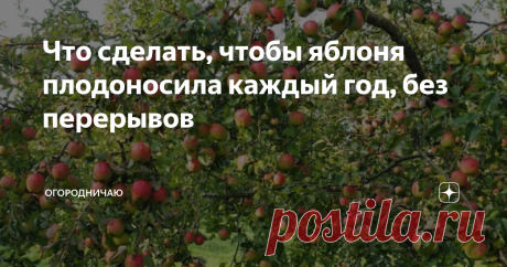 Что сделать, чтобы яблоня плодоносила каждый год, без перерывов У вас такое бывало - год яблок навалом, а на следубщий год висит три яблочка? Что это - год не урожайный?
Вовсе нет, просто ваша яблоня устала и ей нужен отдых. Однако, можно своими силами добиться регулярного плодоношения.
Яблоня способна давать плоды только при условии, что ей достаточно минеральных и питательных веществ.
Если их не хватает - то яблоня либо не будет цвести, либо просто сбросит ц