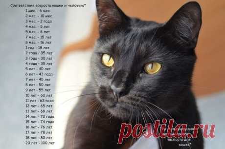 Кошатникам на заметку! 30 интересных фактов о кошках + несколько полезных советов