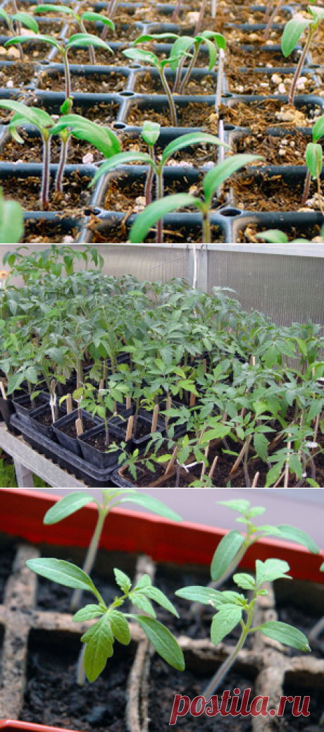 Выращивание рассады помидоров в домашних условиях – как вырастить рассаду помидоров, когда сажать помидоры на рассаду в 2017
