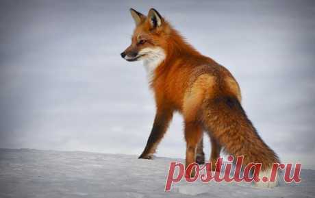 Смешные фото животных: неудачную охоту лисицы на грызуна запечатлел фотограф из Японии