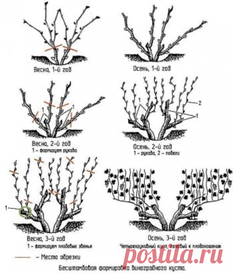 СХЕМА ОБРЕЗКИ ВИНОГРАДА
Сохраните, чтобы не потерять!