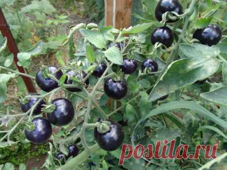 Томат &quot;Черная гроздь&quot;: описание сорта, характеристики плодов-помидоров, рекомендации по уходу и выращиванию, а так же фото и видео-материалы
