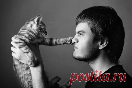 Тяжёлая дума на мохнатой мосе: Как коты наказывают непослушных людей (+ смешные фото) | Лариса Кречетова | Яндекс Дзен