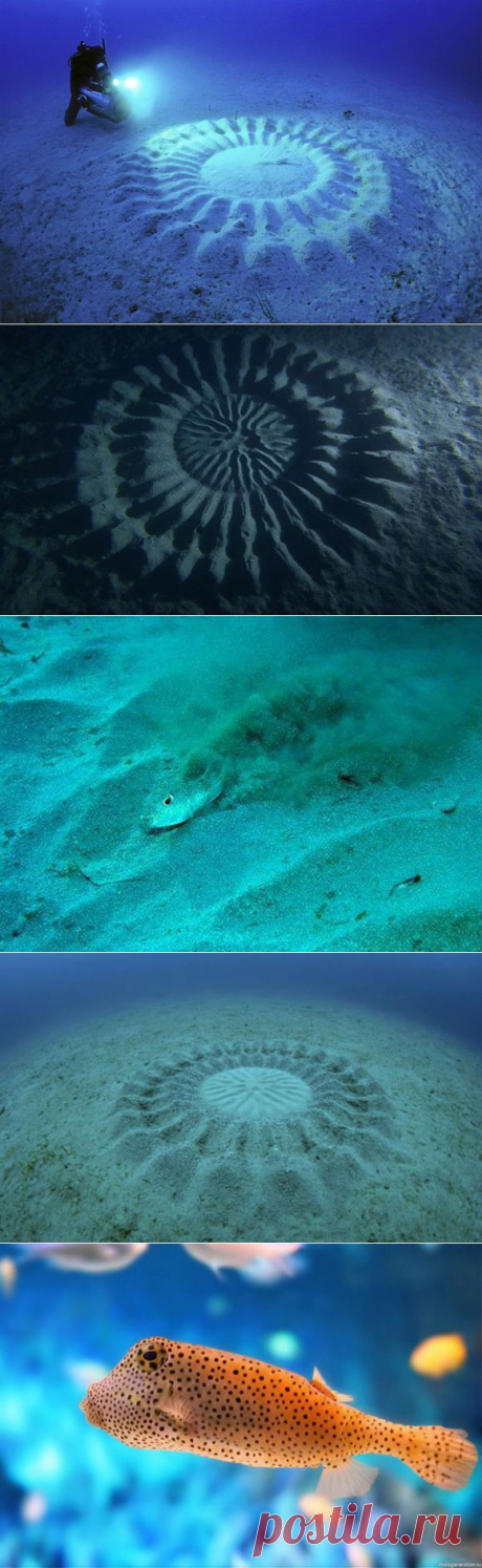 Загадочные узоры на дне океана - Наука и жизнь