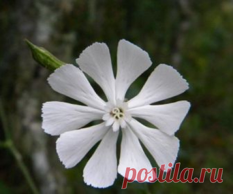 Африканский корень сновидений, смолевка капская (silene capensis) Это растение произрастает в Восточно-Капской провинции Южной Африки и является священным для народа коса. Традиционно смолевка капская (silene capensis) используется для вызывания ярких осознанных сновидений в процессе инициации шамана. Племя коса издревна выращивает африканский корень сновидений, который так же называется "undlela zimhlope" и в переводе значит "белые пути". Перед проведением шаманского риту...