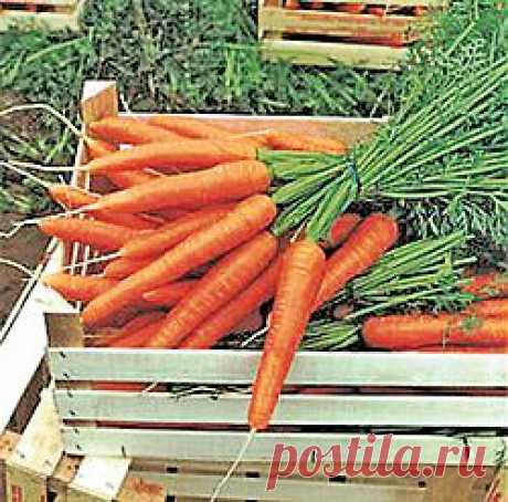 (+1) тема - Морковь | 6 соток