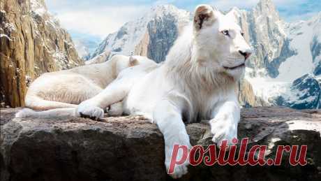 9. Белые львы