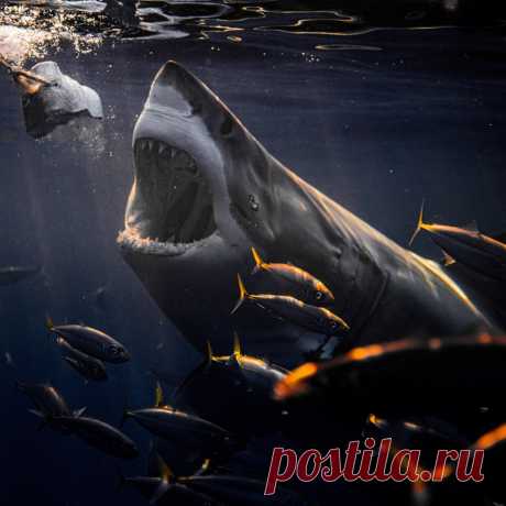 Потрясающие фотографии, сделанные сумасшедшим подводным фотографом Эваном Ранначан (EuanRannachan) | Фотоискусство