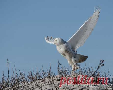 Roy Mangersnes - Photos of The Owl Pages