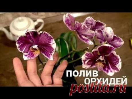 ПОЛИВ ОРХИДЕЙ в КАКОЕ ВРЕМЯ СУТОК НУЖНО поливать орхидеи
