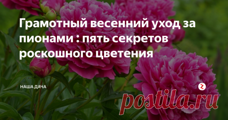 Грамотный весенний уход за пионами : пять секретов роскошного цветения Уход за пионами несложный, он не считается прихотливой культурой. Весной садоводы производят всего пять действий – несложных, но необходимых, и уже во второй половине июня радуются красивейшим бутонам и цветам. Как ухаживать за кустами, чтобы они красиво и обильно цвели?