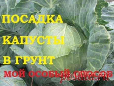 Посадка капусты в грунт. Мой особый способ! — 6 соток