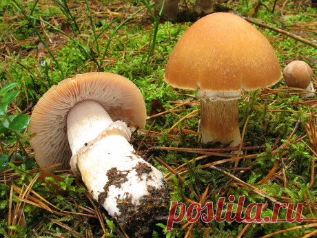 Колпак кольчатый или лесная курятина. Отличные съедобные грибы, которые не все знают и собирают | грибной критик | Яндекс Дзен