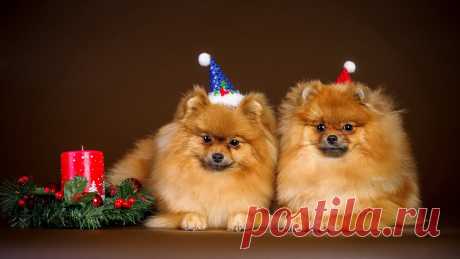Новогодние Собаки - картинки, обои и фото 2018