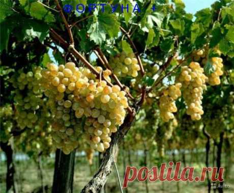 Сорта винограда для средней полосы России — 6 соток