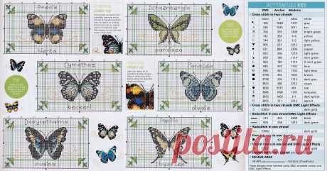 Tropical Butterflies_chart
3909х2048