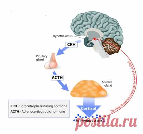 Как научиться контролировать «гормон стресса» / Будьте здоровы