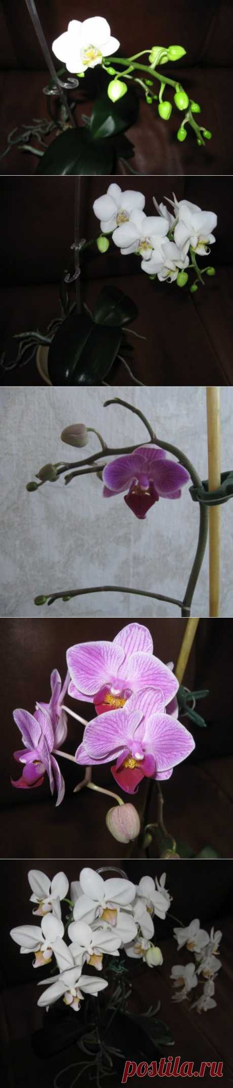 Цвет фаленопсиса и орхидеек | САД НА ПОДОКОННИКЕ