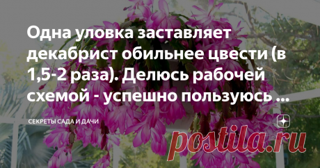 Одна уловка заставляет декабрист обильнее цвести (в 1,5-2 раза). Делюсь рабочей схемой - успешно пользуюсь ей каждый год Пламенный салют, товарищи цветоводы!
Хотите заставить декабрист пышно цвести? Обычно растение справляется с задачей массового набора бутонов самостоятельно, когда приходит время. Но отдельные экземпляры могут капризничать и скупиться на цветы. Расскажу Вам схему, стимулирующую рост новых и новых бутонов.
Чего желает декабрист в домашних условиях?
Для нач...