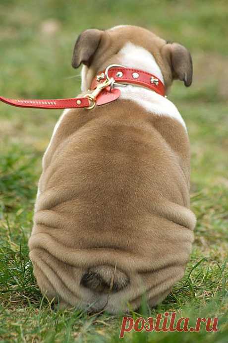 The Cutest Butt | BaggyBulldogs