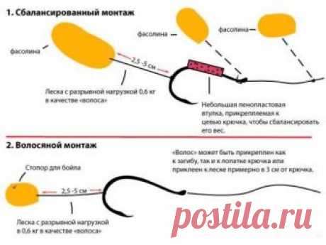 Фасоль - насадка на карпа, которая работает ничуть не хуже кукурузы | Заядлый рыбак | Яндекс Дзен