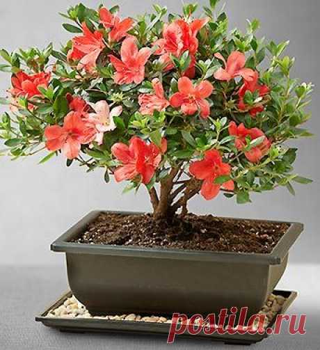 Azalea Bonsai.  
Azalea Bonsai from 1-800-FLOWERS.COM   |   Pinterest • Всемирный каталог идей