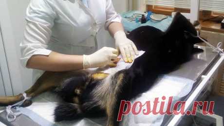 Акт кастрации (стерилизации) животных без владельца