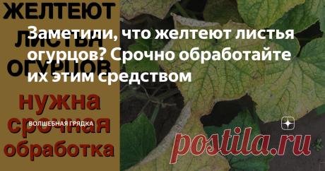 Заметили, что желтеют листья огурцов? Срочно обработайте их этим средством