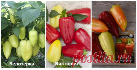 Перец на любой вкус – выбираем сорта для посадки в 2019 году | Перец, баклажаны (Огород.ru)