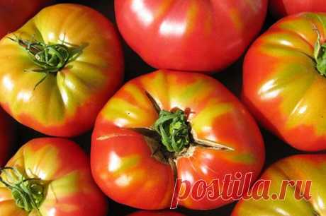 Почему вырастают кислые на вкус томаты, от чего они такие, можно ли улучшить вкус