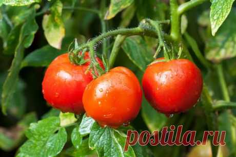 Как подготовить семена томатов к посадке рассады &amp;#8212; основные рекомендации |