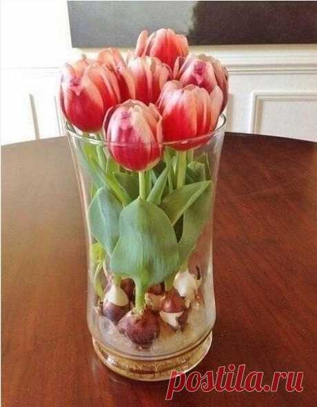 Выращиваем тюльпаны дома в любую пору года с помощью стеклянных шариков и воды