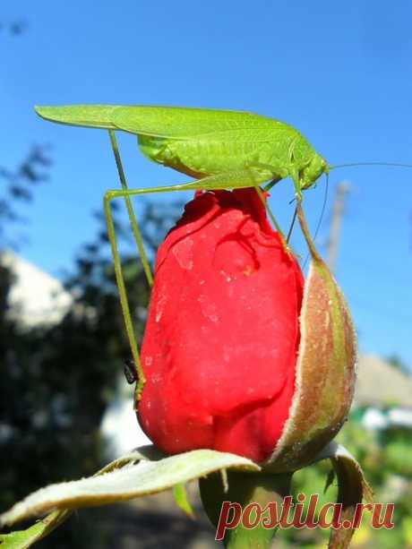 🌹🐞🕷