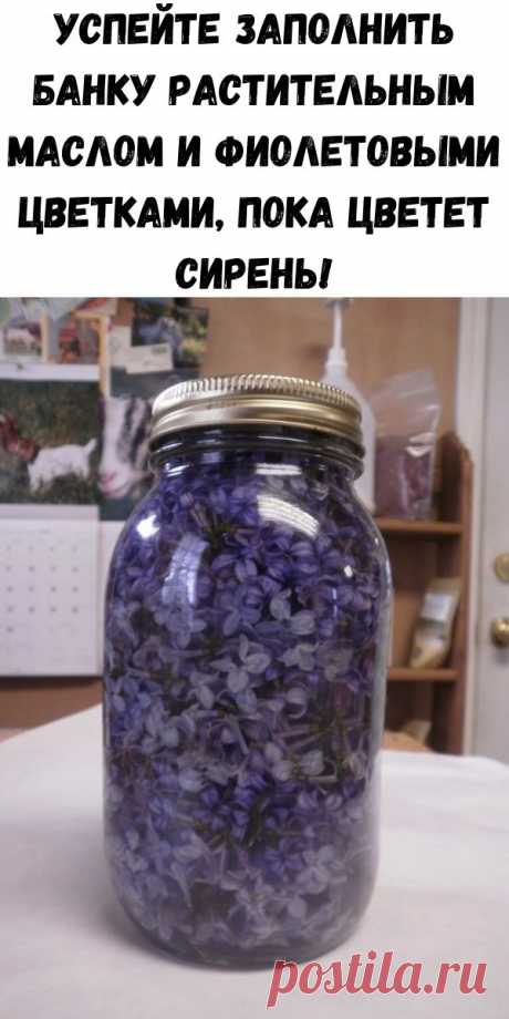 Успейте заполнить банку растительным маслом и фиолетовыми цветками, пока цветет сирень! - Счастливые заметки