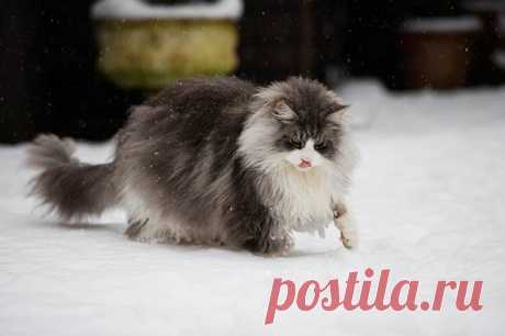30 фото кошек породы мейн-кун, которые сделают вашего кота миниатюрным - Мир прекрасного