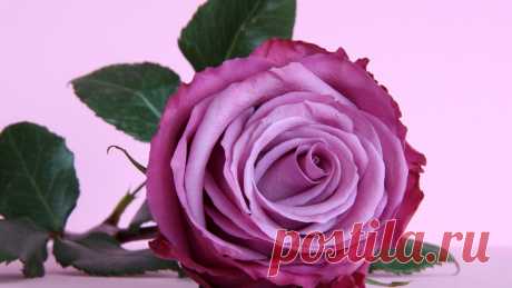 Nature___Flowers_Beautiful_purple_rose_on_the_table_055873_26.jpg (1280×720)