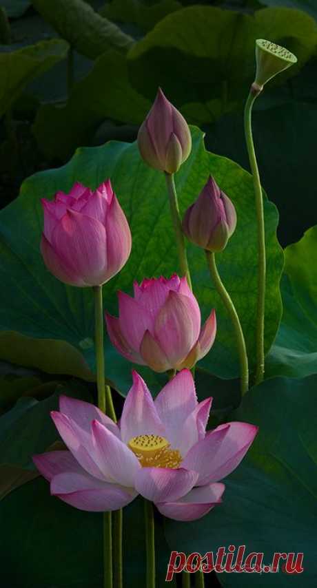 ✯ Pink Lotus   |  Pinterest • Всемирный каталог идей