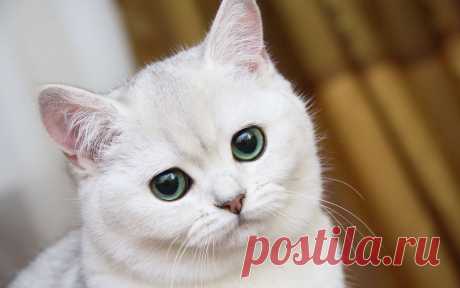 Обои Белый кот с красивыми глазами на рабочий стол, страница