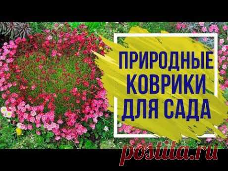 Лучшие Почвопокровные многолетники 🌸  Почвопокровные растения