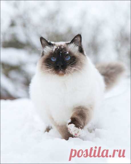 30 Cats In Snow