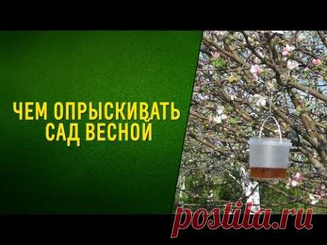 Чем опрыскивать сад весной. Видео. Садовый мир