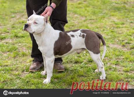 pitbull terrier perro - Поиск в Google