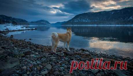 «Встречая рассвет». Телецкое озеро, Алтай. Автор фото — Александр Савченко: nat-geo.ru/photo/user/17570/