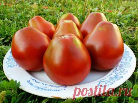 Шестерка самых мясистых, «арбузных» томатов: подбираем сорта на будущий сезон | Наша Дача | Яндекс Дзен