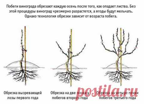 10 СХЕМ ОБРЕЗКИ И ФОРМИРОВКИ ВИНОГРАДА 

Данный сборник необходимо распространить среди максимального числа виноградарей - пусть все узнают о секретах виноградарства и не допускают ошибок! 

 Сохраните к себе на стену: покажите своим друзьям ценную информацию. Этот сборник охватывает большое количество секретов и ценной информации, обязательно изучите все видео - в них опыт многих поколений виноградарей и секреты, которые часто скрывают. Покажите этот сборник своим друзьям...