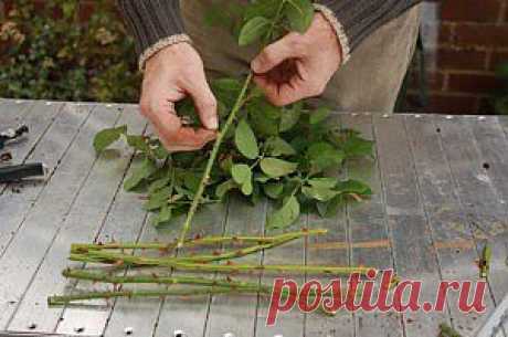 РАЗМНОЖЕНИЕ РОЗ ЧЕРЕНКАМИ | Загородная жизнь. Дачи